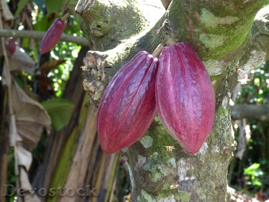 Devostock Cocoa Chocolate Candy Fruit