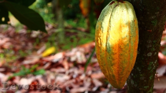 Devostock Cocoa Cultivation Fruit Harvest 0