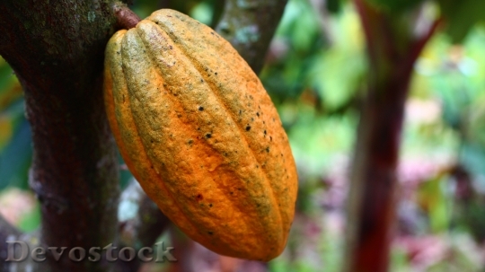 Devostock Cocoa Cultivation Fruit Harvest 1
