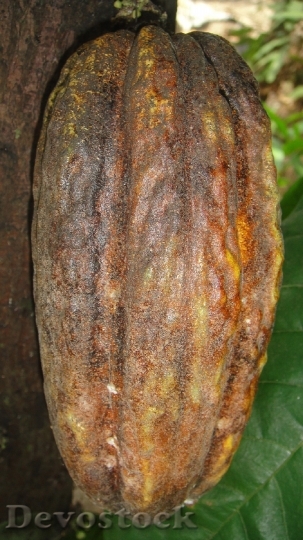 Devostock Cocoa Fruit Cocoa Ingredient