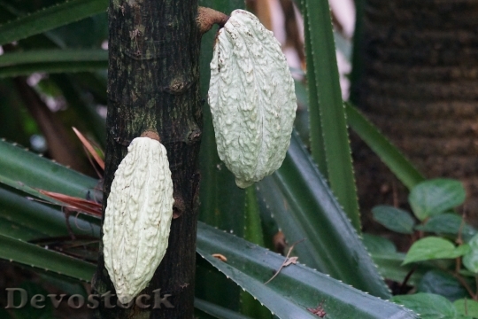 Devostock Cocoa Fruit Seeds Tropical