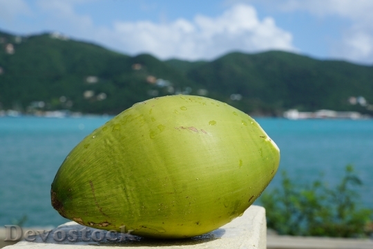 Devostock Coconut Caribbean 1135448