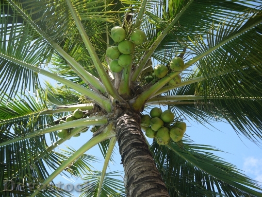 Devostock Coconut Cocos Nucifera Tree