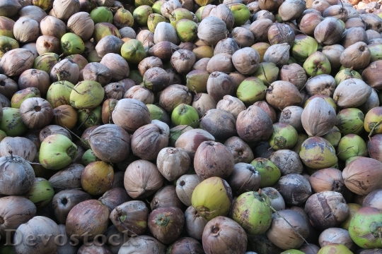 Devostock Coconut Exotic Fruits 1573336
