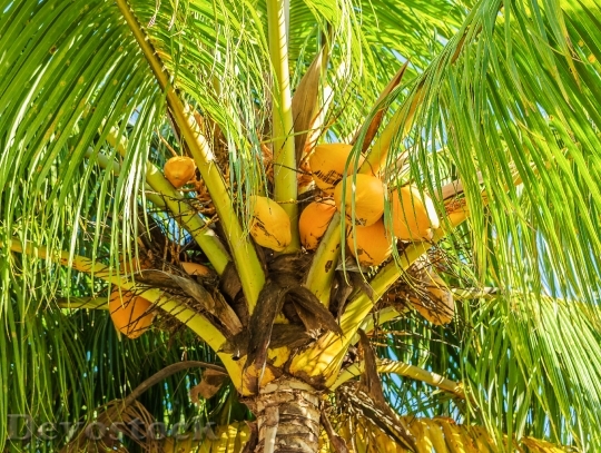 Devostock Coconut Tree Coconut Palm