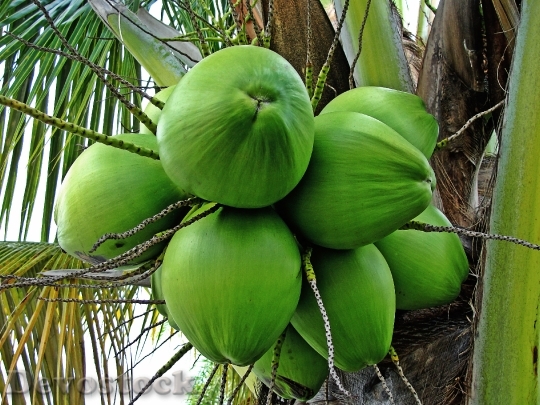 Devostock Coconut Tree Green Coconuts