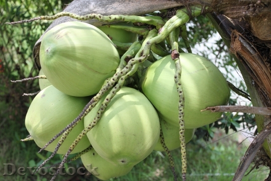 Devostock Coconut Vietnam Green Tropical