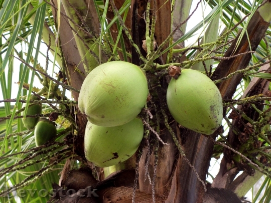 Devostock Coconuts Fruit Fruits Greens