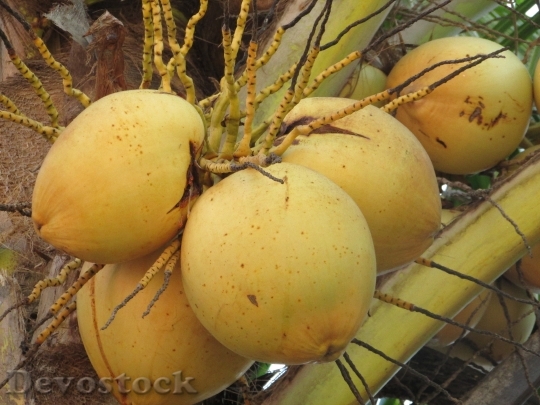 Devostock Coconuts Nuts Cocos Nucifera