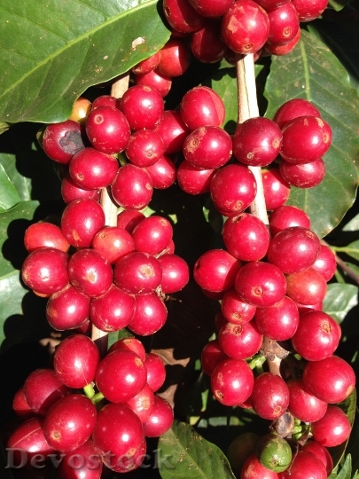 Devostock Coffee Coffee Cherry Red