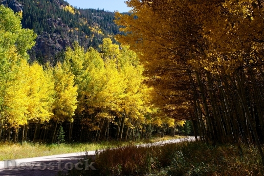 Devostock Colorado Forest Trees Mountains