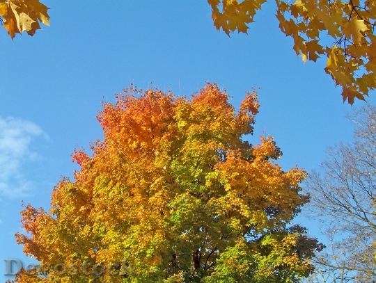 Devostock Colored Leaves Maple Tree