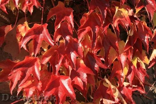 Devostock Colorful Autumn Color Leaves