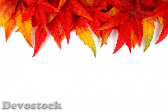 Devostock Colorful Autumn Leave