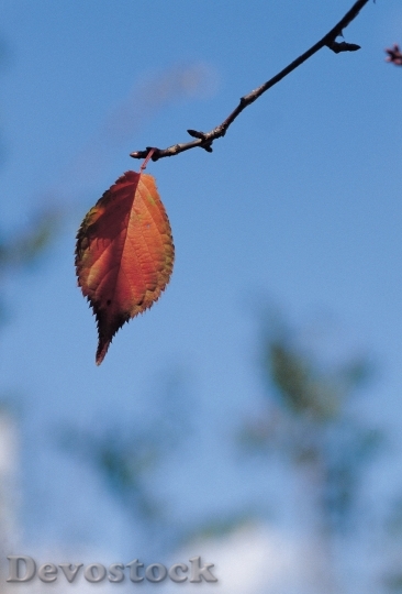 Devostock Colorful Autumn Leaves