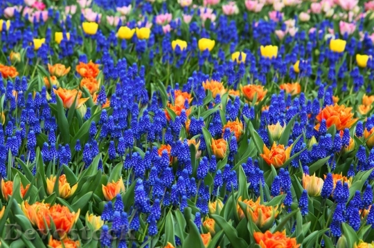 Devostock Colorful Flower Background Image