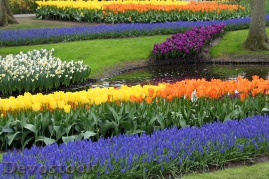 Devostock Colorful Flower Garden