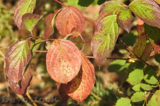 Devostock Colorful Leaves Autumn 1695124