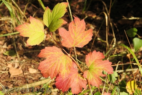 Devostock Colorful Leaves Autumn 1695125