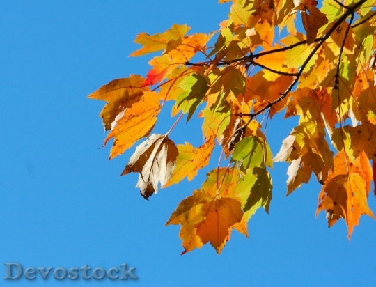 Devostock Colorful Leaves Autumn Fall 0