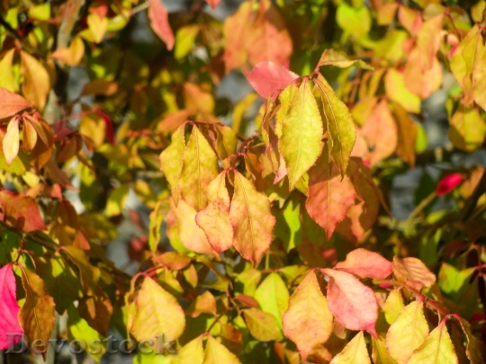 Devostock Colorful Plant Leaves