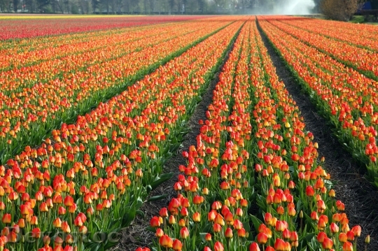 Devostock Colorful Tulip Field In