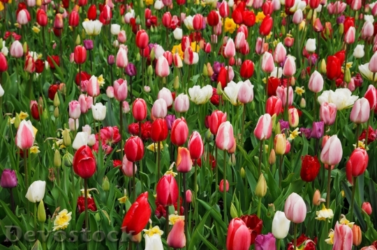 Devostock Colorful Tulip Flower Background