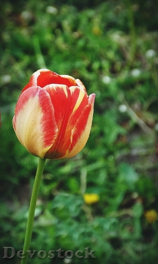Devostock Colorful Tulips Nature Tulip