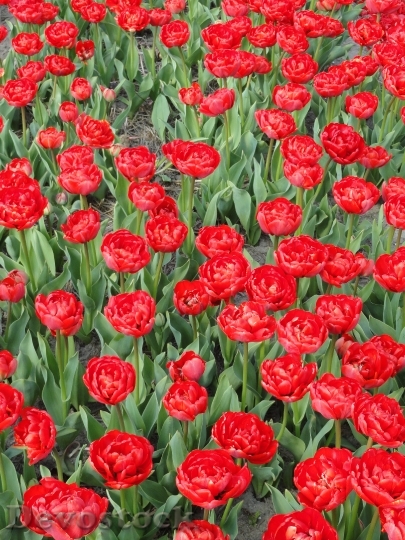 Devostock Colorful Tulips Tulips In 0