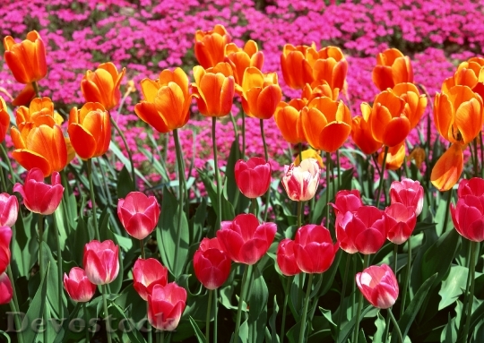 Devostock Colorful Tulips Tulips In 2