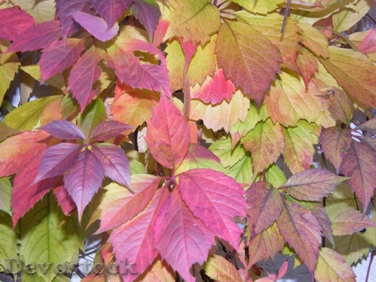 Devostock Colorful Vine Autumn Leaves 0