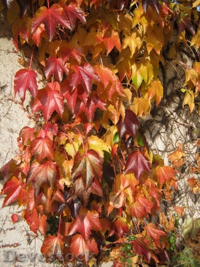 Devostock Colorful Vine Autumn Leaves