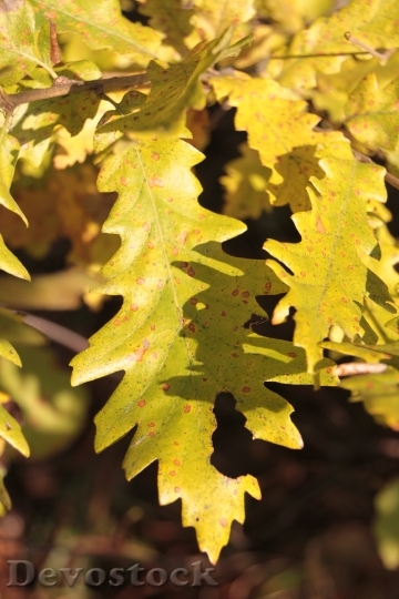 Devostock Colors Fall Forest Leaf 0
