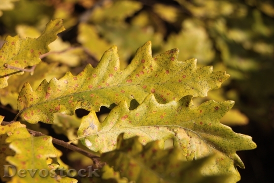 Devostock Colors Fall Forest Leaf 1