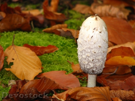 Devostock Comatus Mushroom Autumn Forest