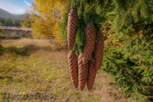 Devostock Cones Spruce Coniferous Tree