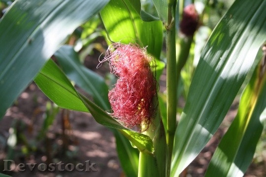 Devostock Corn Cornfield Leaves Fruit