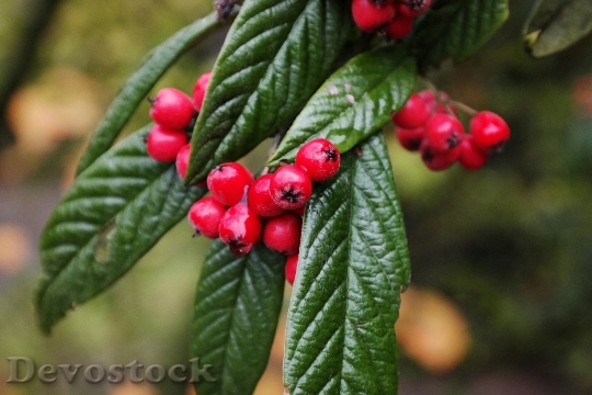 Devostock Cotoneaster Berries Red Leaves