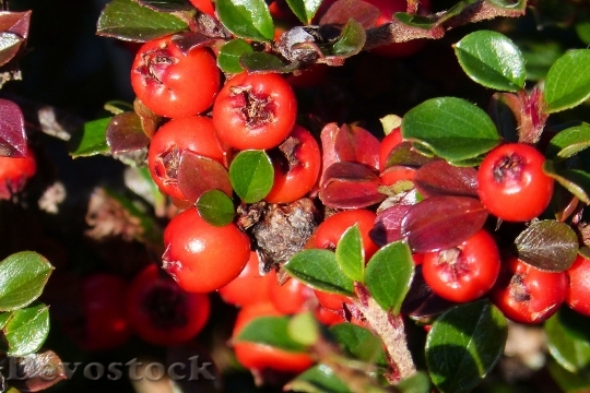 Devostock Cotoneaster Fruits Red 513575