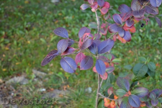 Devostock Cotoneaster Leaves Garden Plant