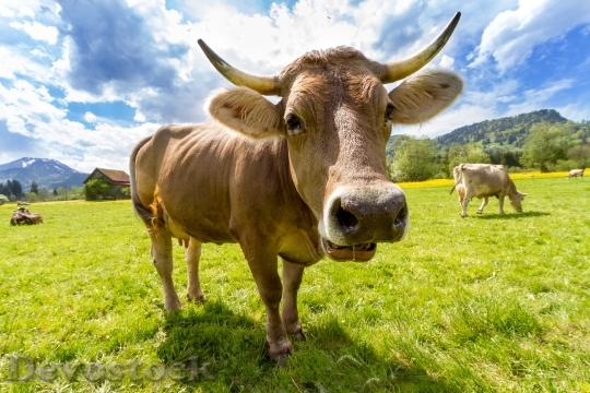 Devostock Cow Pasture Animal Almabtrieb
