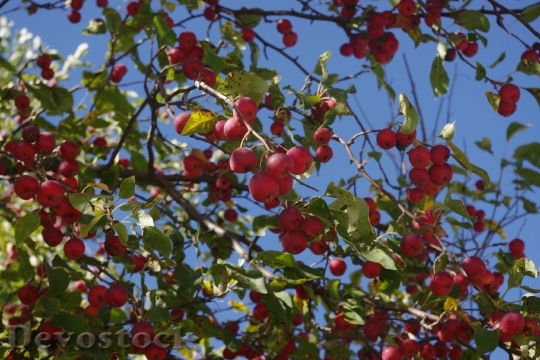 Devostock Crabapple Tree Red Fruit