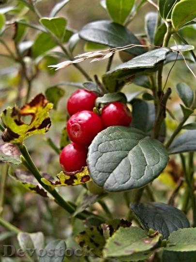 Devostock Cranberries Berries Red Berry