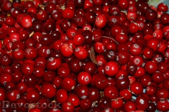 Devostock Cranberries Berry Red Fruit