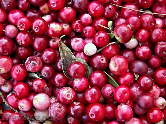 Devostock Cranberries Black Berry Forest