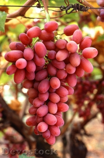Devostock Crimson Seedless Grapes On