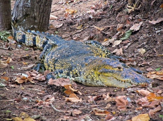 Devostock Crocodile Caiman Wild Reptile