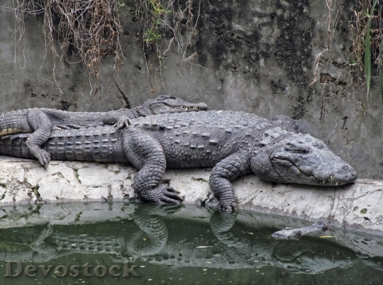 Devostock Crocodiles Rest Sleepy Carnivore
