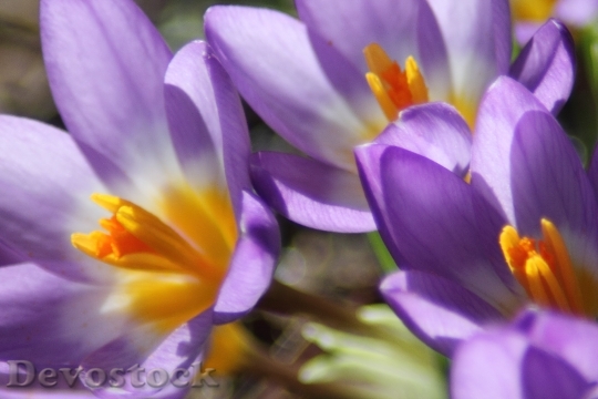 Devostock Crocus Flower Spring Purple 6