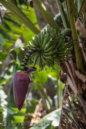 Devostock Cuba Bananas Banana Flower